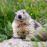 Weekend faune du Parc National de la Vanoise (Savoie)