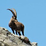 Vanoise tour trekking (Savoie)