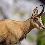 Randonnée et observation de la faune dans le Vercors