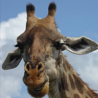 girafe-safari-tanzanie.jpg