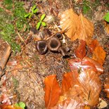 Mushrooms and gastronomy stay in the Vercors