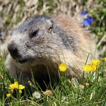 Randonnée et observation de la faune dans le Vercors