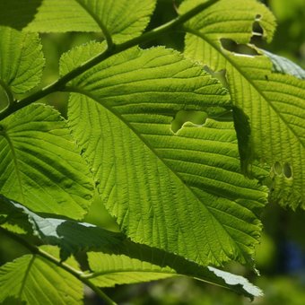 feuille-arbre.jpg