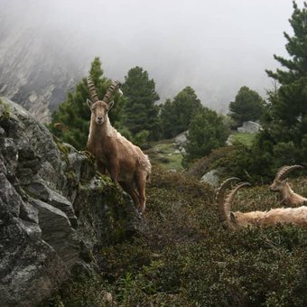 bouquetins-vanoise.jpg