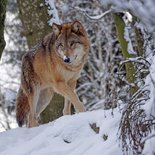 Rando raquettes nocturne : à propos du loup (Vercors)