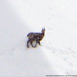 Watching chamois in winter at Albiez (Maurienne)