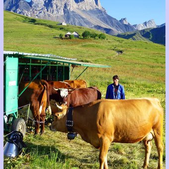 vaches-alpage-colouvreuse-maurienne-2.jpg